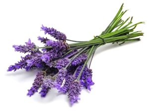 Pure Lavender essential oil