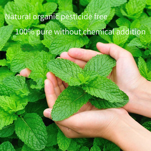 OEM/ODM 100% natural Organic bulk Peppermint Hydrosol