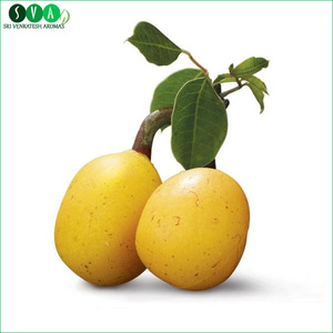 Highly Demanded Top Quality Pure Marula Essential Oil in Bulk