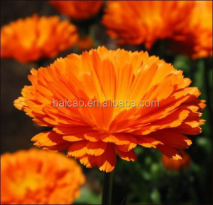 Natural Essential oil marigold oil, calendula oil, calendula officinalis oil