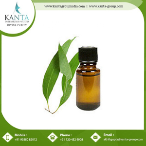 Wholesale Price Eucalyptus Globulus 70% Oil Essential Oil