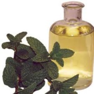 Manufacturer of 100% Pure and Fresh Mentha Piperita Essential Oil