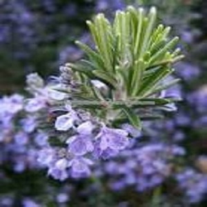 ROSEMARY HYDROSOL