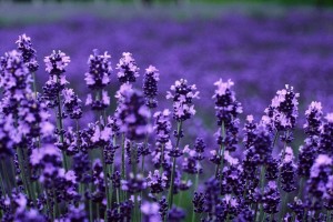 Katyani Exports Lavender Essential Oil Price