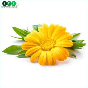 Hot Selling Fresh Calendula Essential Oil