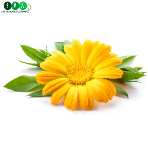 Hot Selling Fresh Calendula Essential Oil