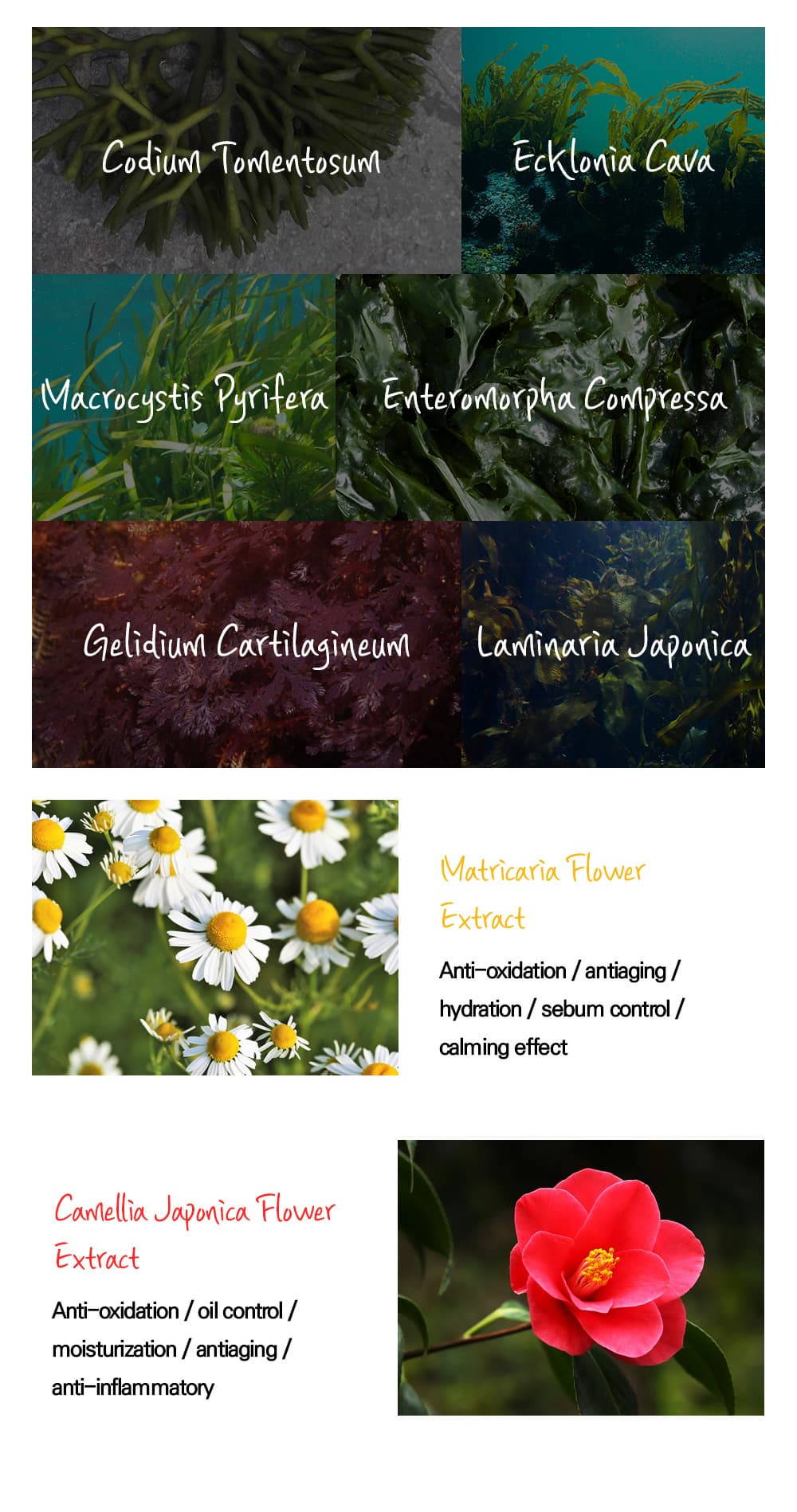 BELLEZA IDEAL Hidratante Ampoule Cream