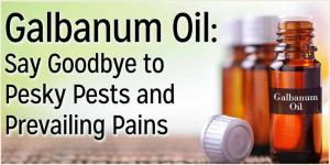 Natural Massage Oil Ingredient 100% Galbanum Oil