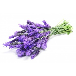 Professional Make Natural Lavender Hydrosol