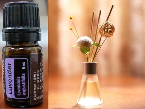 Bulk fragrance lavender essential  oil wholesale price