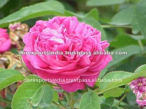 Pure & Natural Rose Water (Hydrosol)