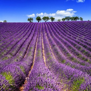 Lavender Oil pure