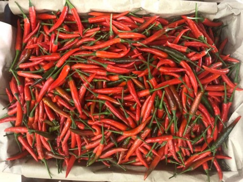 Vietnam Red Chili Pepper