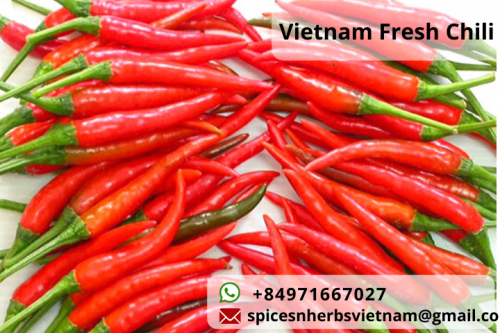 Vietnam Red Chili Pepper