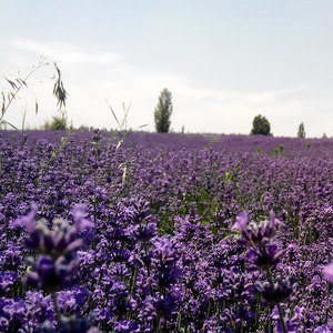 Lavender Essential Oil In Bulk