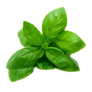 Wholesale Price Bulk 100% Pure Organic Basil Sweet Essential Oil Exporter by SVA Organics