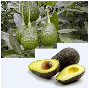 Wholesale Supplier For Private Labeling Avocado Carrier Oil